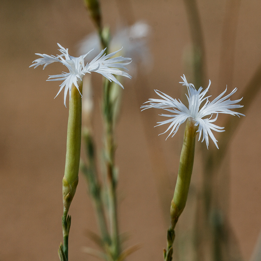 Image of Dianthus squarrosus specimen.