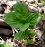 Mentha arvensis