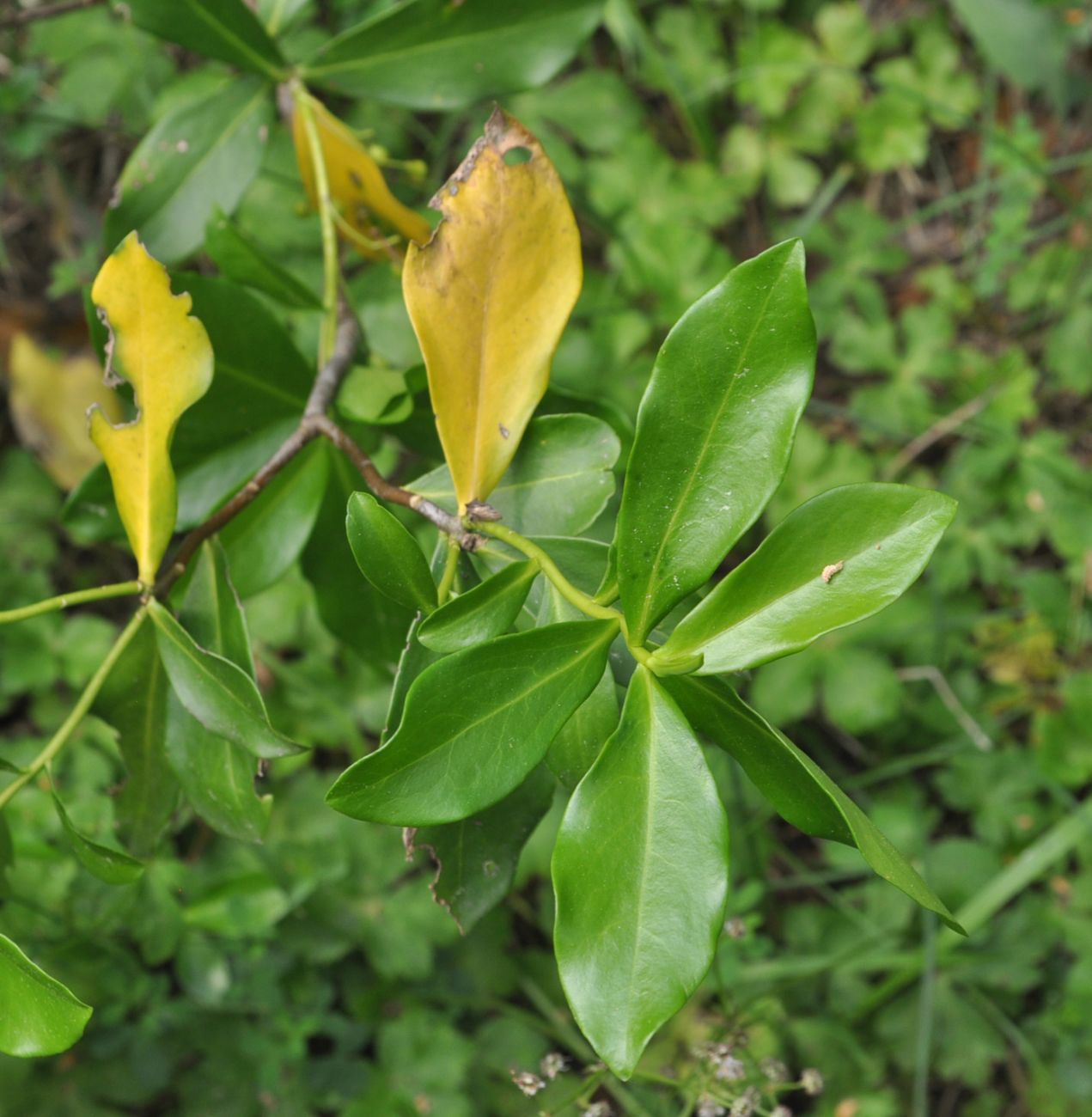 Image of genus Daphne specimen.