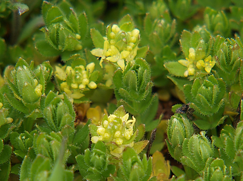 Изображение особи род Cruciata.