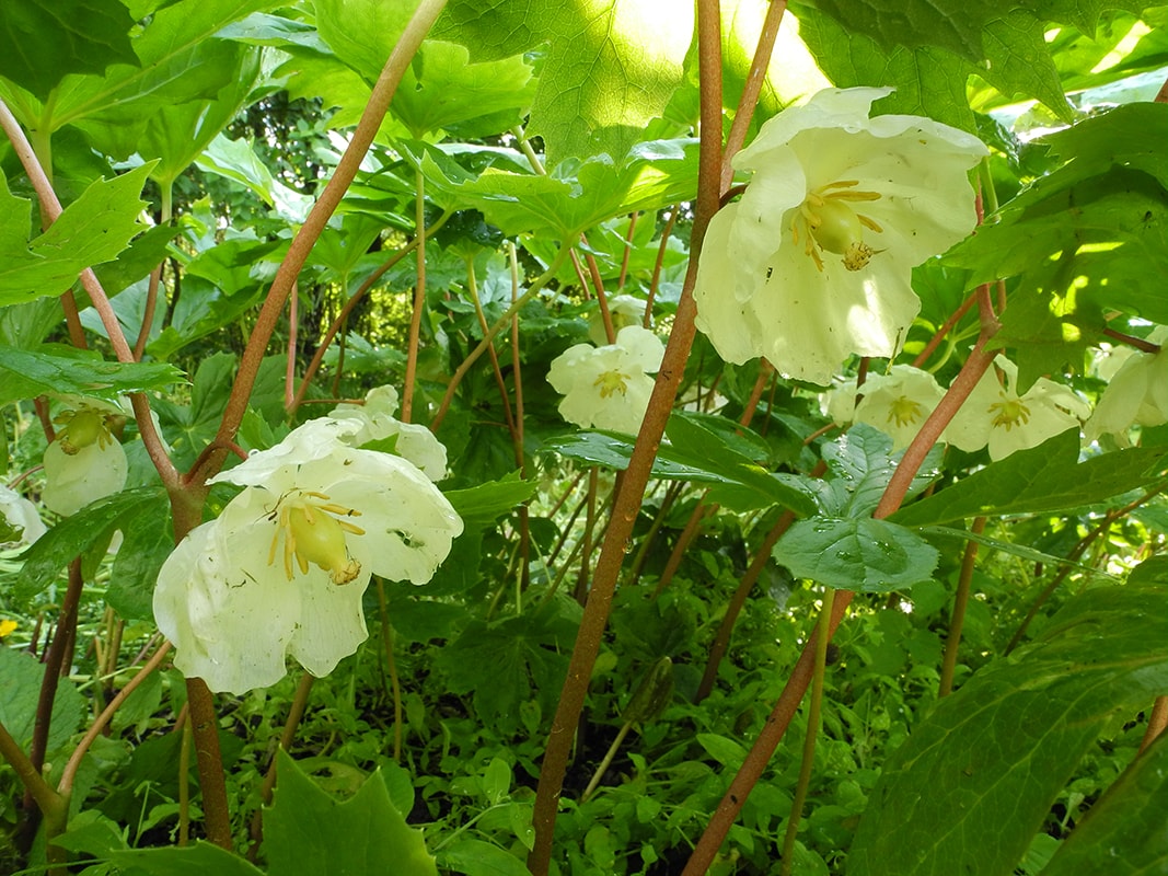 Изображение особи Podophyllum peltatum.