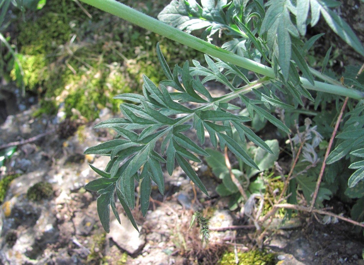 Image of genus Scabiosa specimen.