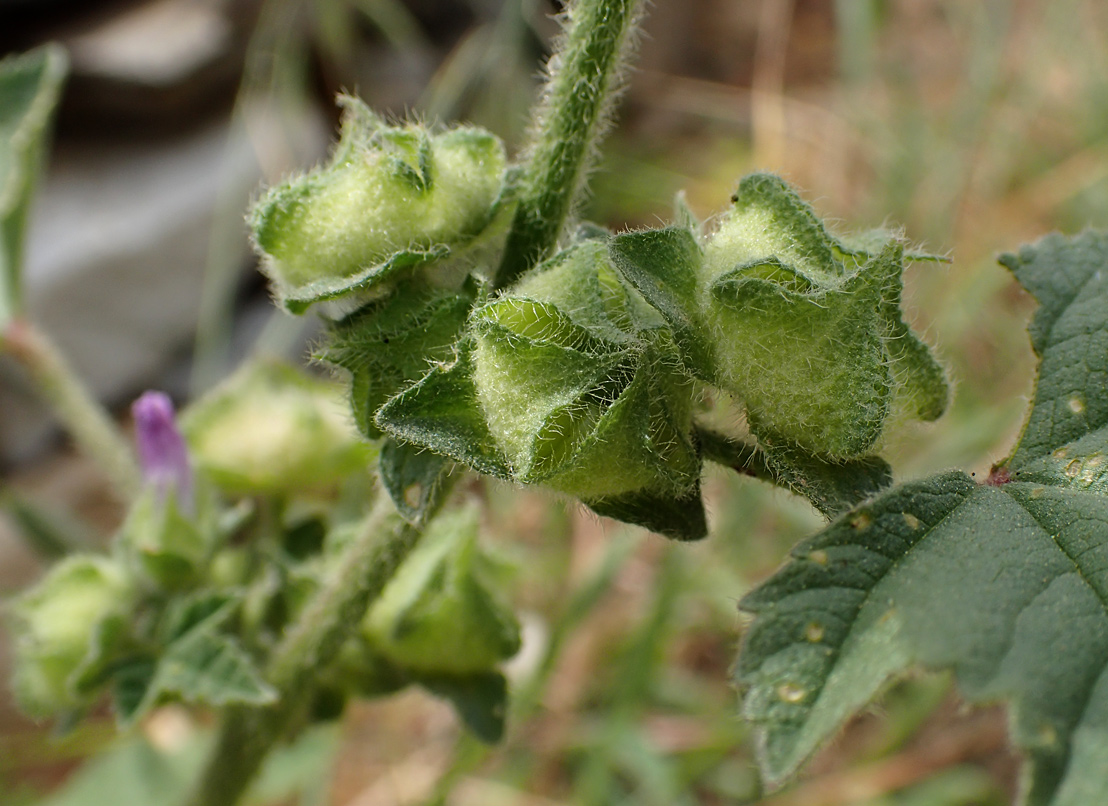 Image of Malva multiflora specimen.