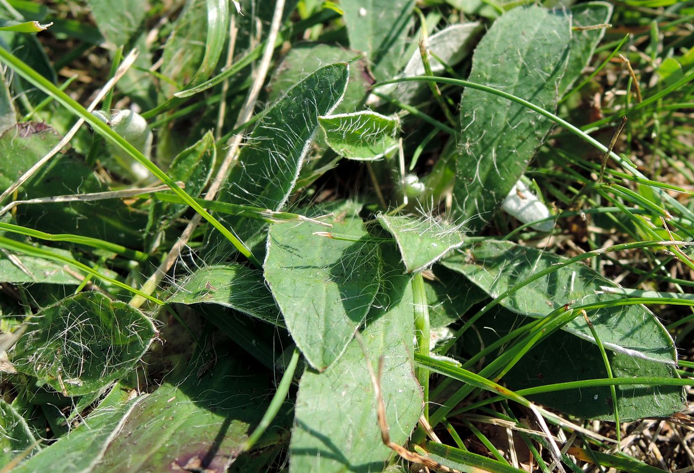 Image of Pilosella officinarum specimen.