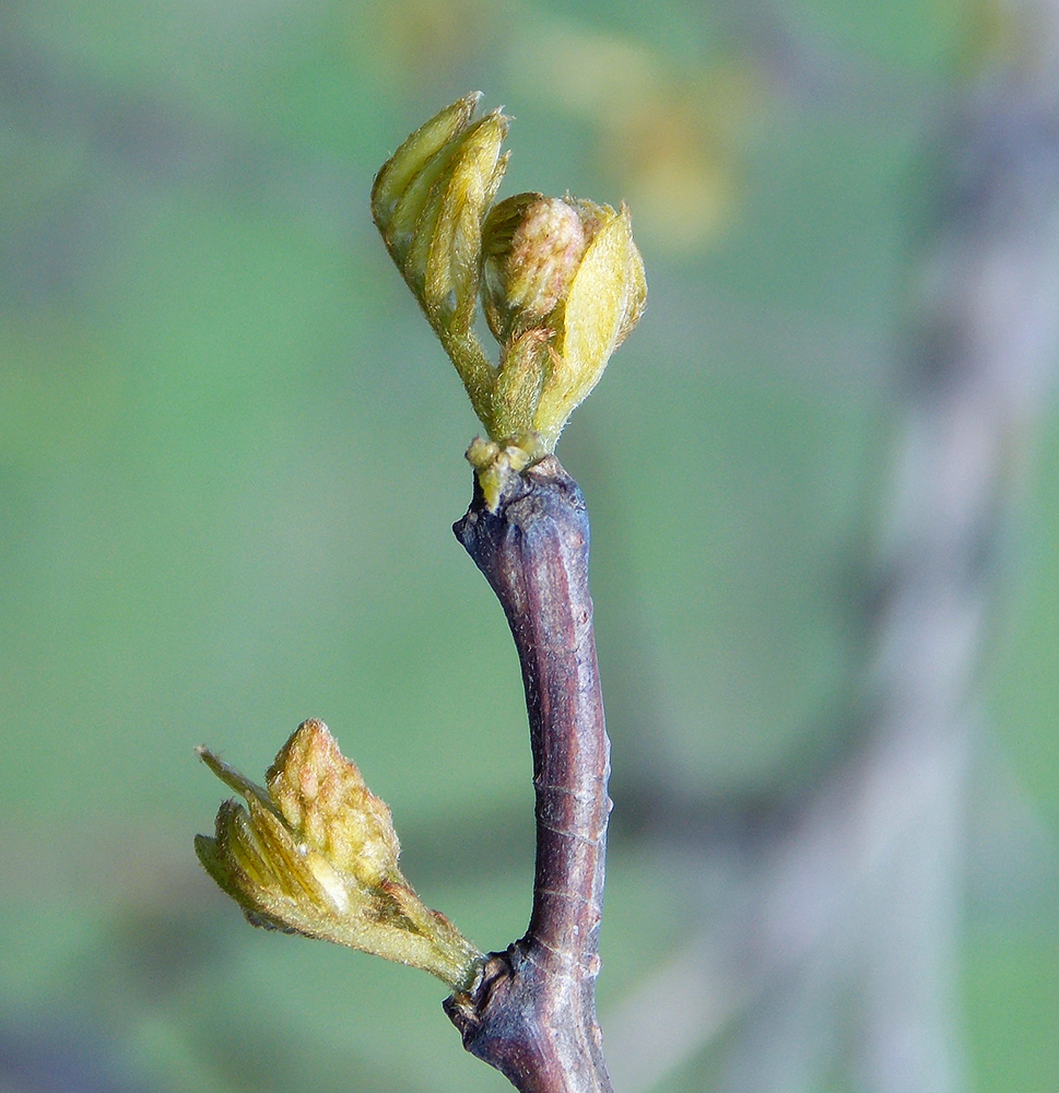 Image of Robinia pseudoacacia specimen.