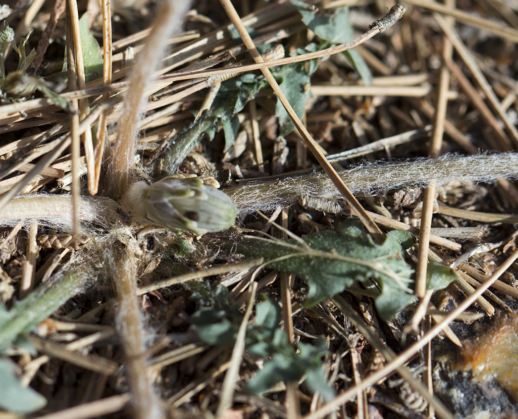 Image of genus Taraxacum specimen.