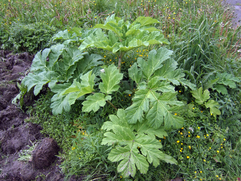 Изображение особи Heracleum sosnowskyi.