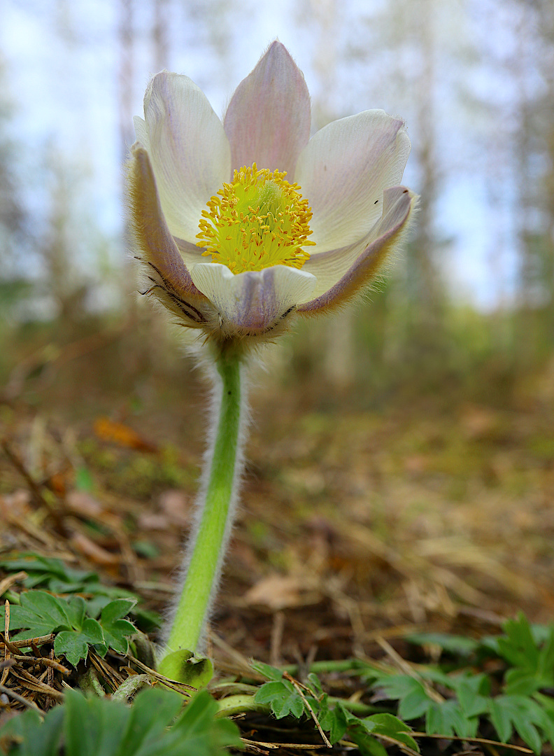 Image of Pulsatilla vernalis specimen.