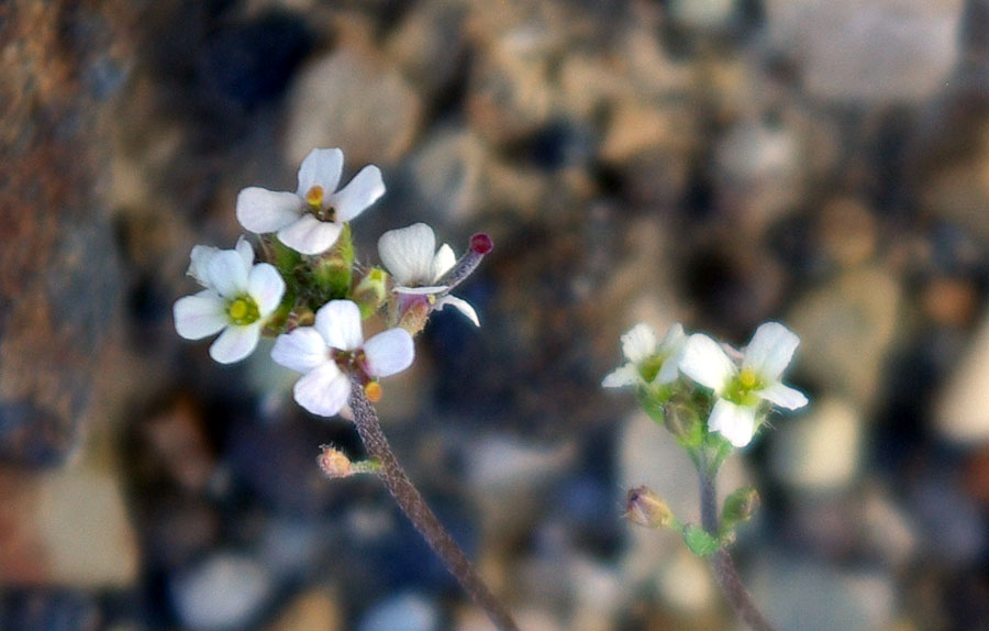 Image of Braya humilis specimen.