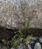 Cardamine regeliana