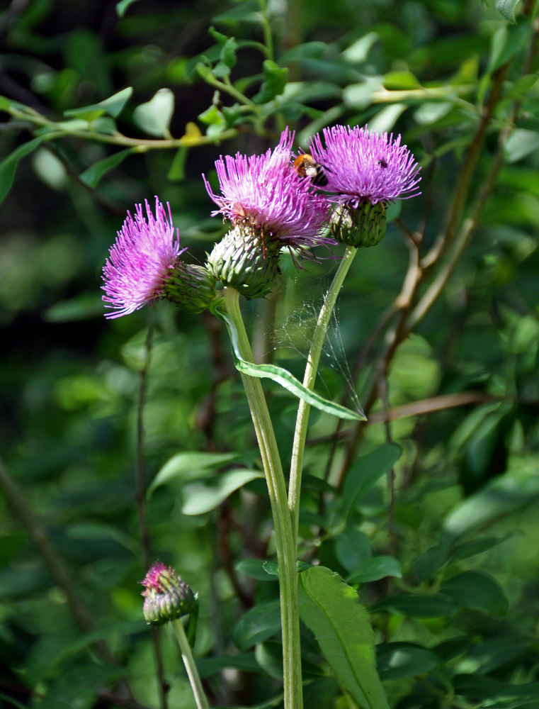 Image of Cirsium heterophyllum specimen.