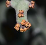 Euphorbia stenoclada