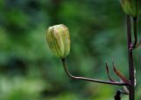 Lilium pilosiusculum. Плод. Челябинская обл., Верхнеуфалейский гор. округ, гора Аракуль, ≈ 500 м н.у.м., опушка березняка у подножия скал. 02.08.2019.