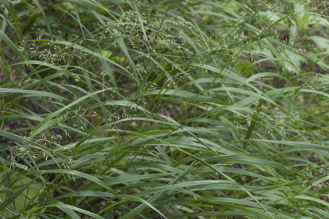 Изображение особи Calamagrostis sachalinensis.