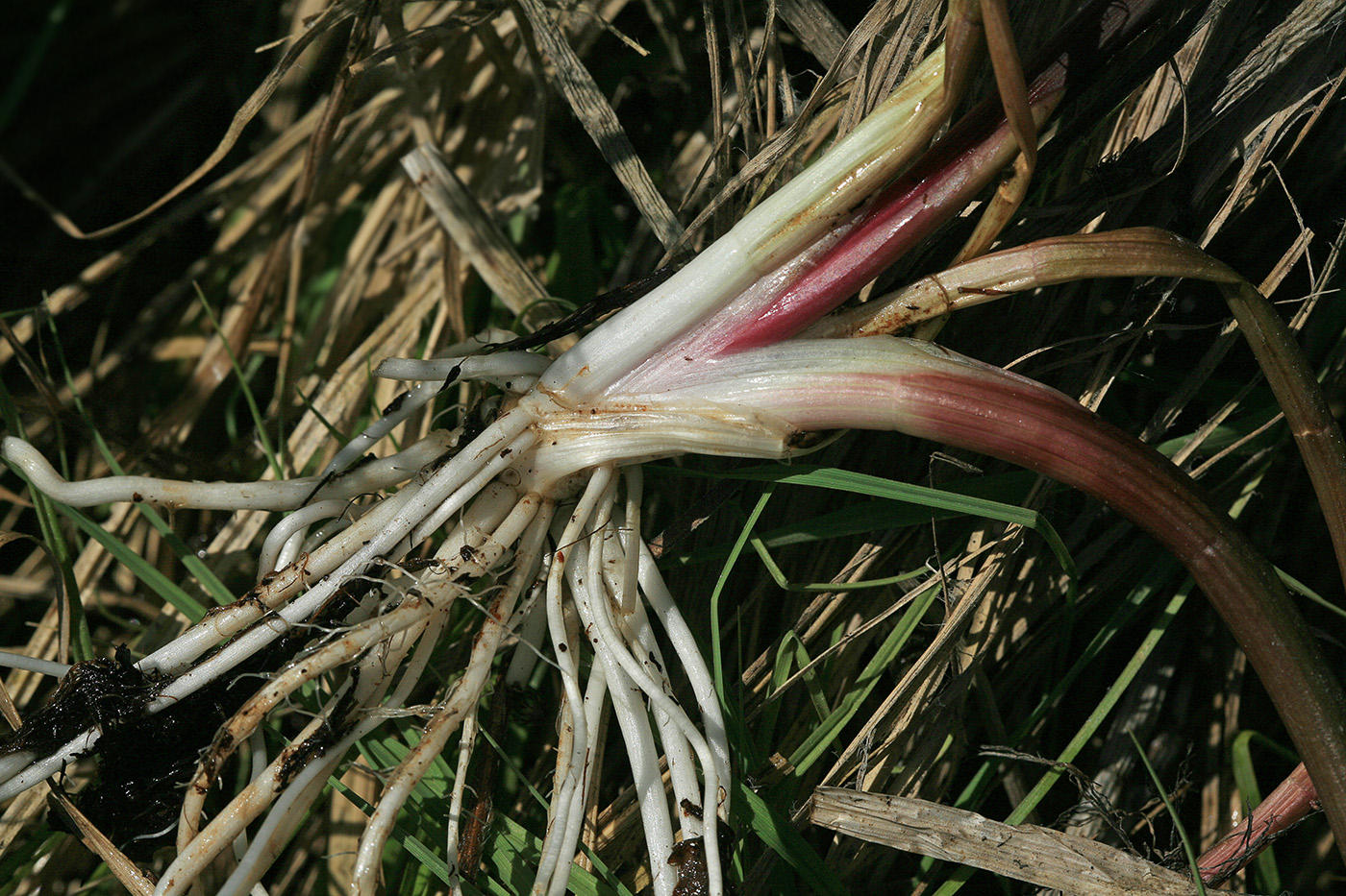 Image of Oenanthe aquatica specimen.