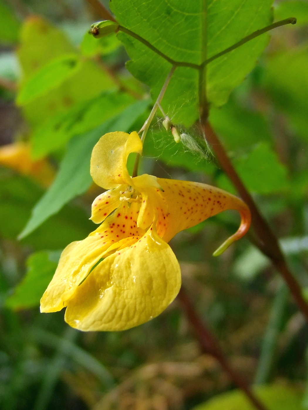 Image of Impatiens noli-tangere specimen.