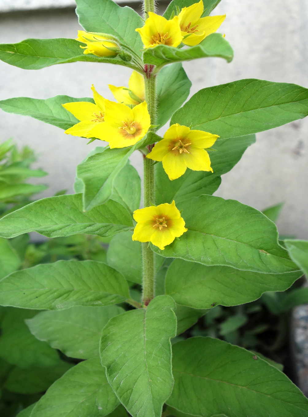 Image of Lysimachia punctata specimen.