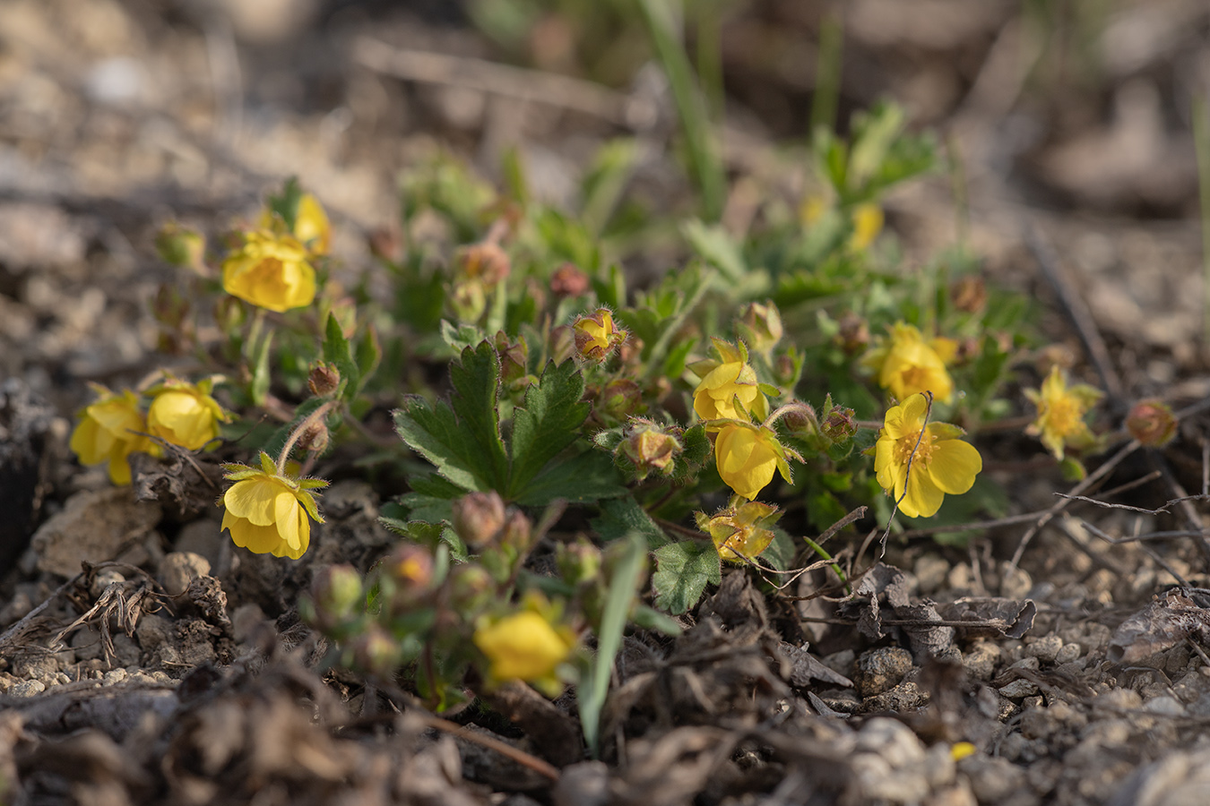 Image of genus Potentilla specimen.