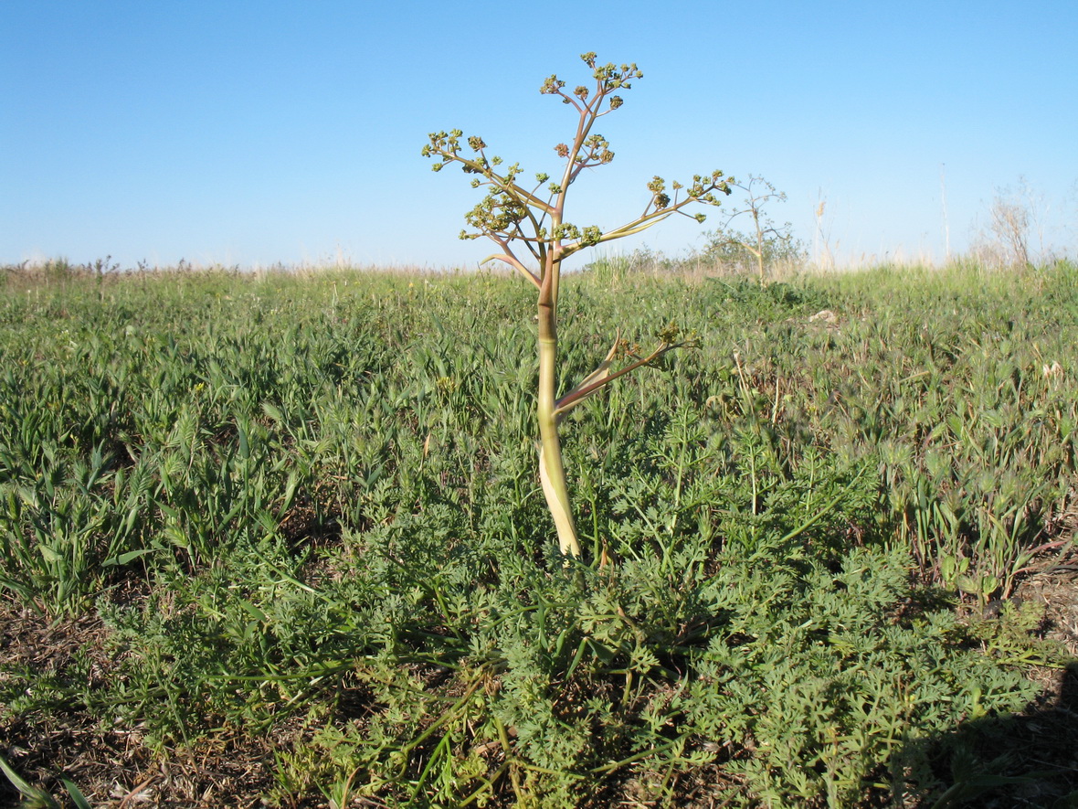 Изображение особи Ferula caspica.