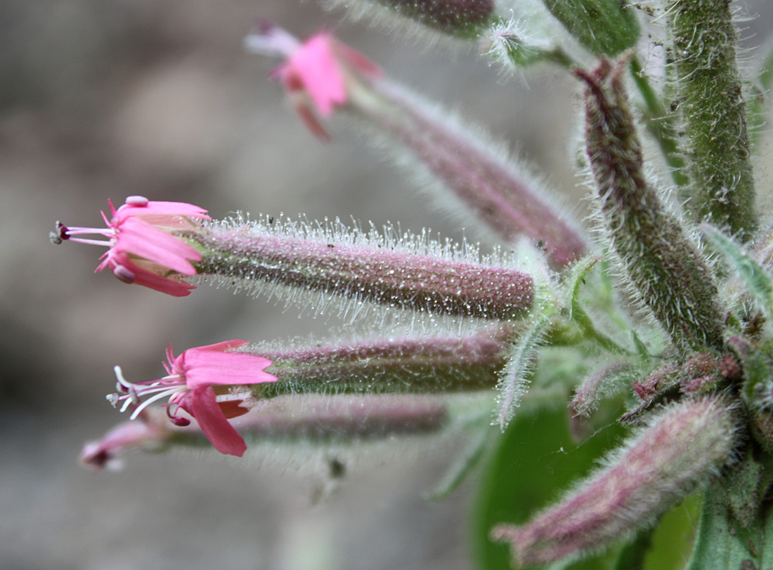 Image of Saponaria glutinosa specimen.