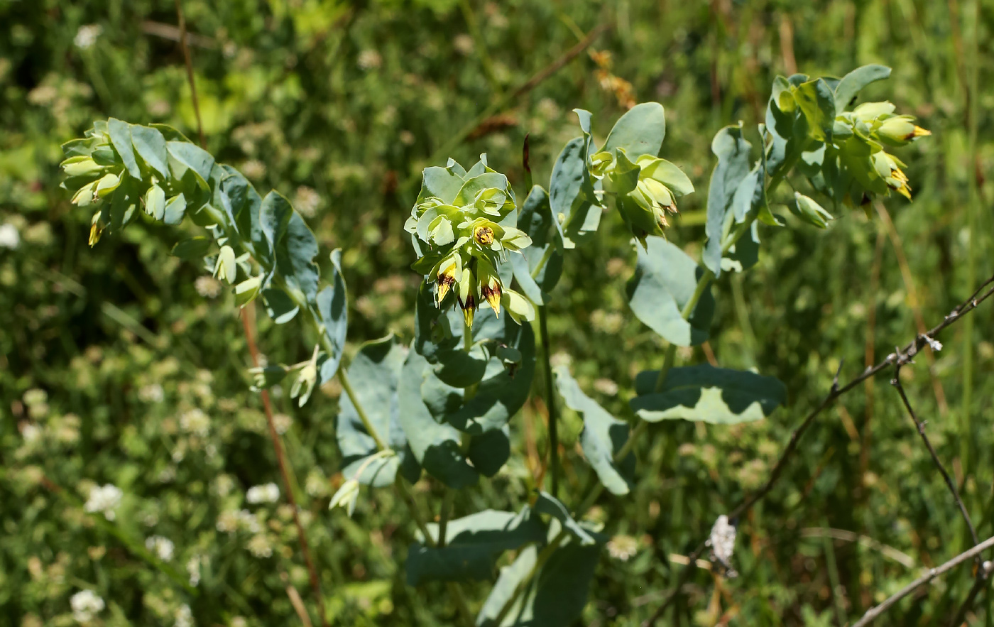 Изображение особи Cerinthe minor.