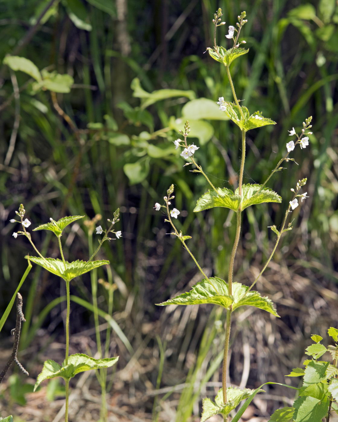 Image of Veronica urticifolia specimen.