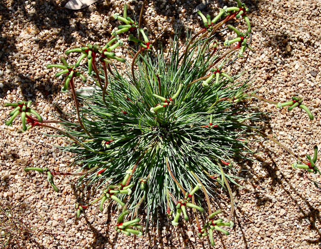 Image of Anigozanthos gabrielae specimen.