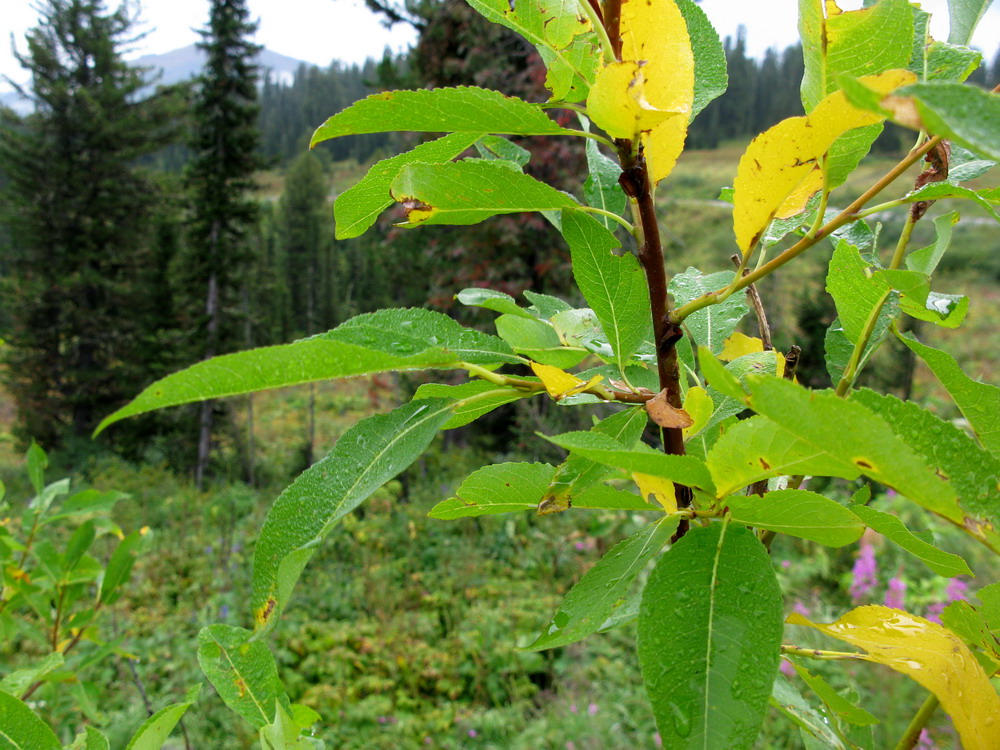 Image of Salix jenisseensis specimen.