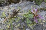 Trifolium alpinum. Цветущее растение, извлечённое из грунта. Испания, автономное сообщество Каталония, провинция Жирона, комарка Рипольес, муниципалитет Сеткасес, курорт \"Вальтер 2000\", ≈2200 м н.у.м., каменистый луг. 15.09.2020.