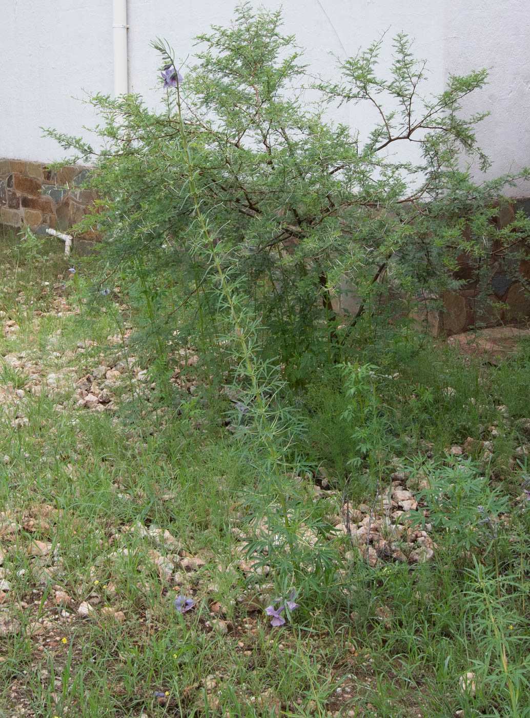 Image of Sesamum triphyllum specimen.