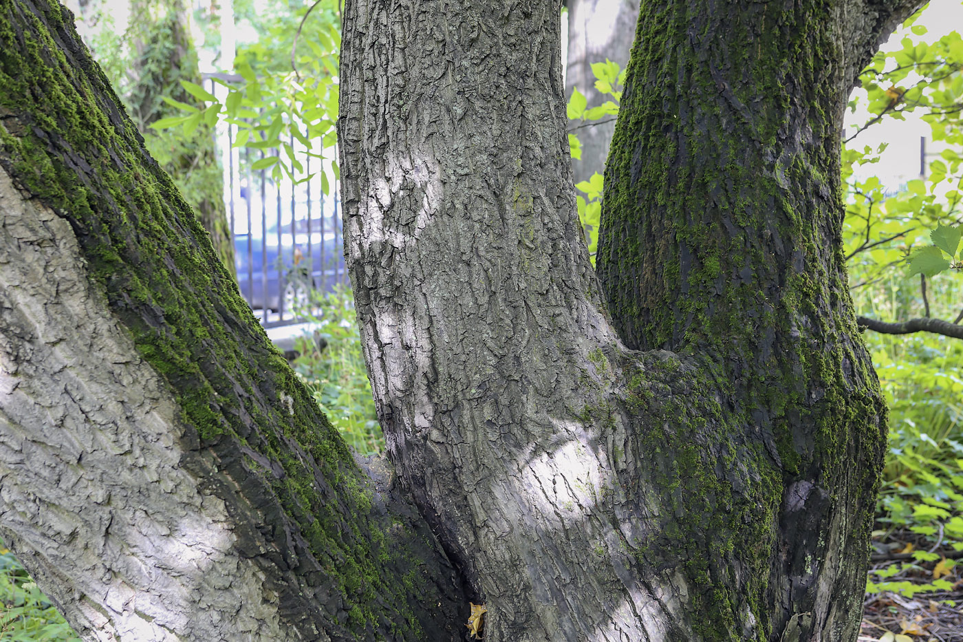 Изображение особи Juglans mandshurica.