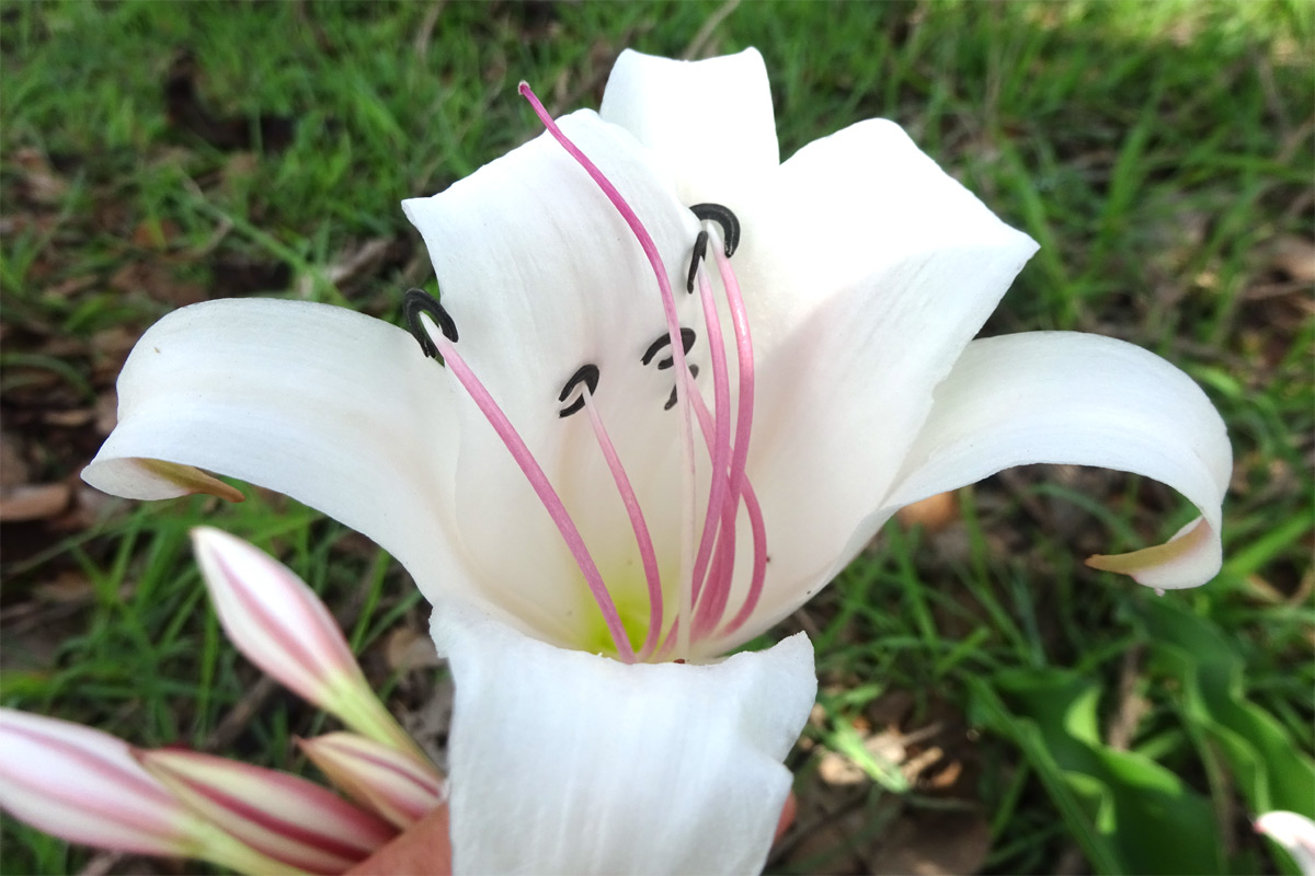 Изображение особи Crinum macowanii.