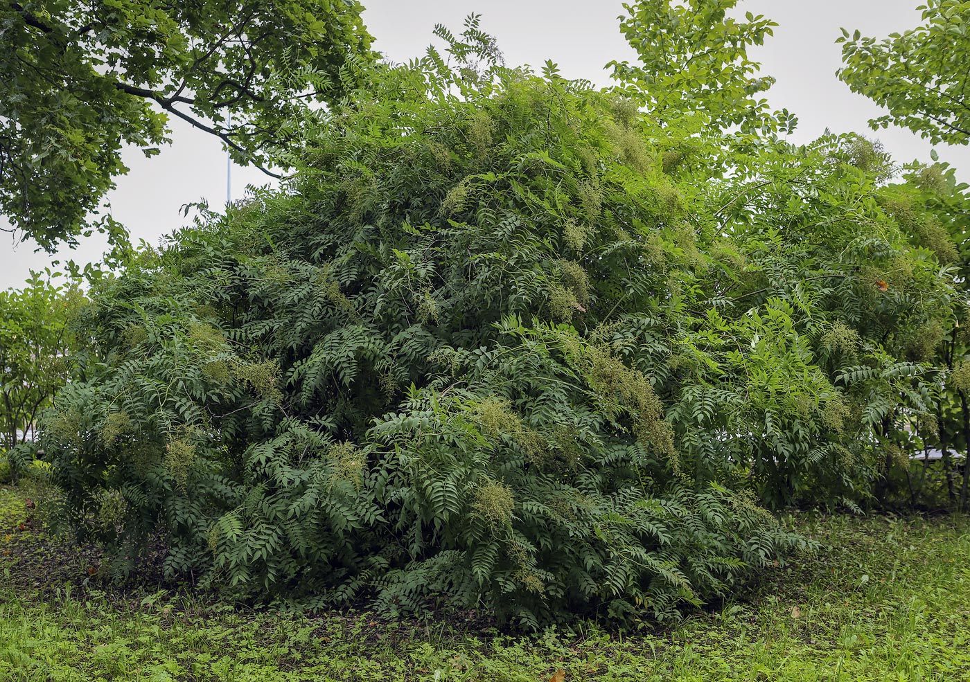 Image of Sorbaria sorbifolia specimen.