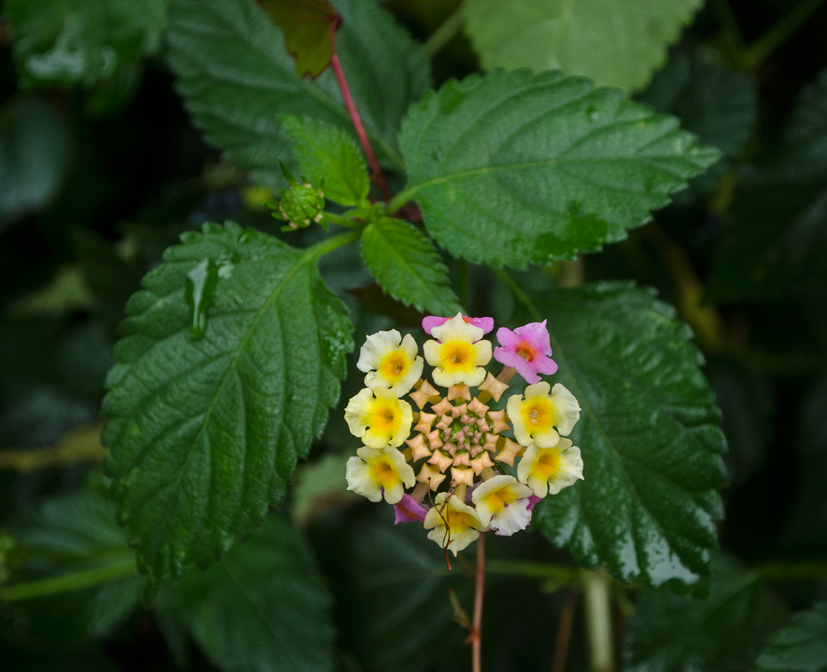 Image of Lantana camara specimen.