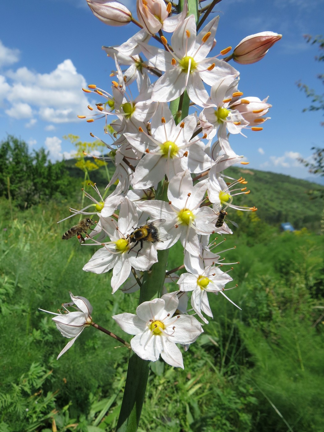 Изображение особи Eremurus robustus.