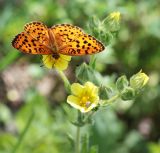 Potentilla recta