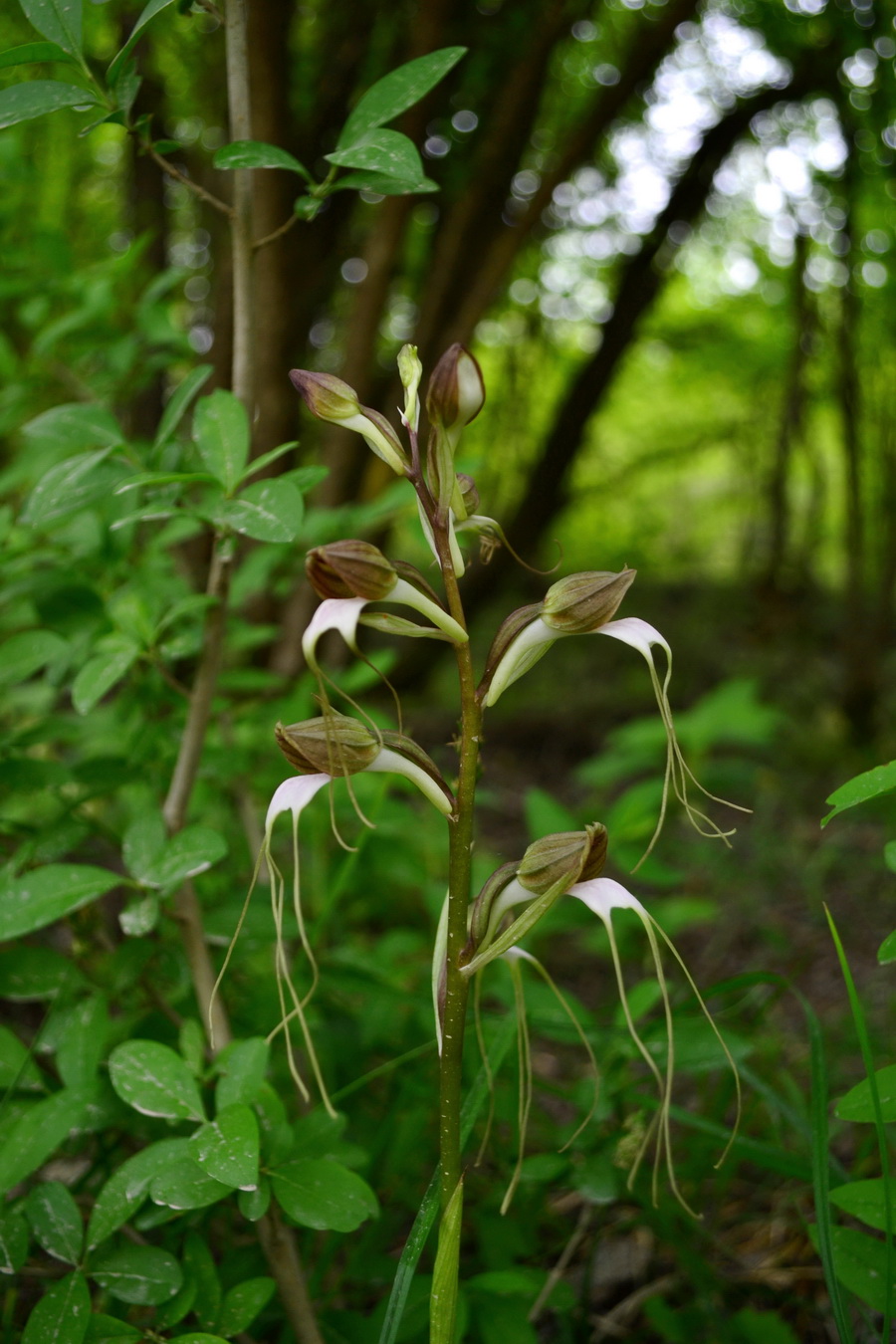 Image of Himantoglossum comperianum specimen.