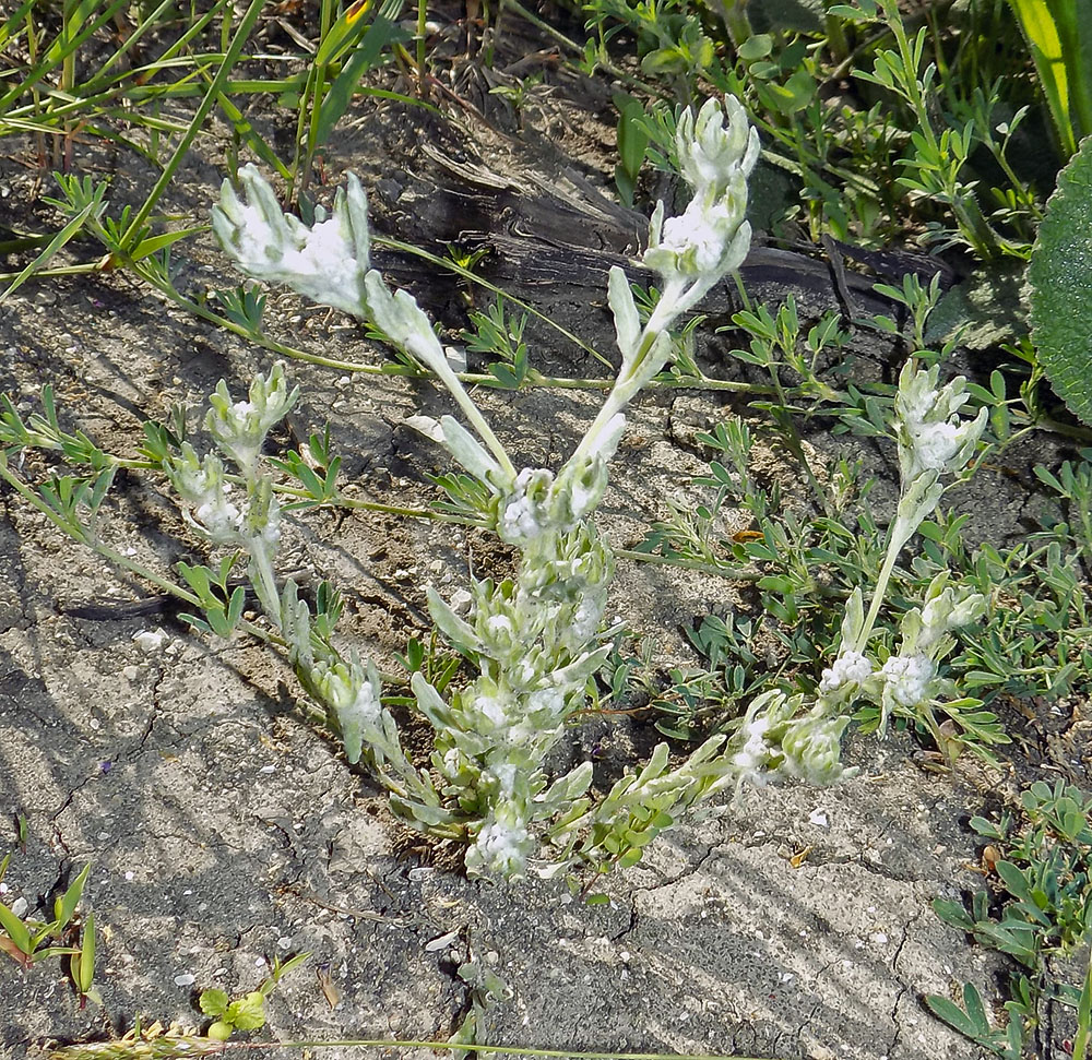 Изображение особи Bombycilaena erecta.