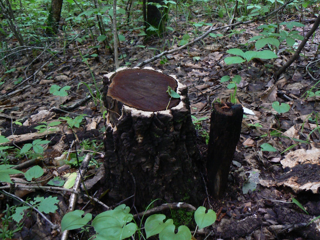 Image of Phellodendron amurense specimen.