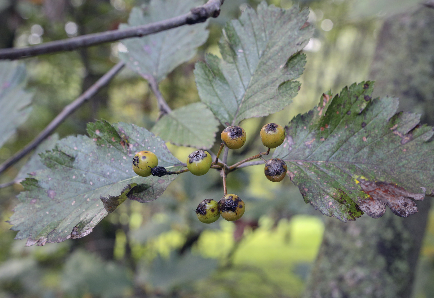 Изображение особи Sorbus mougeotii.