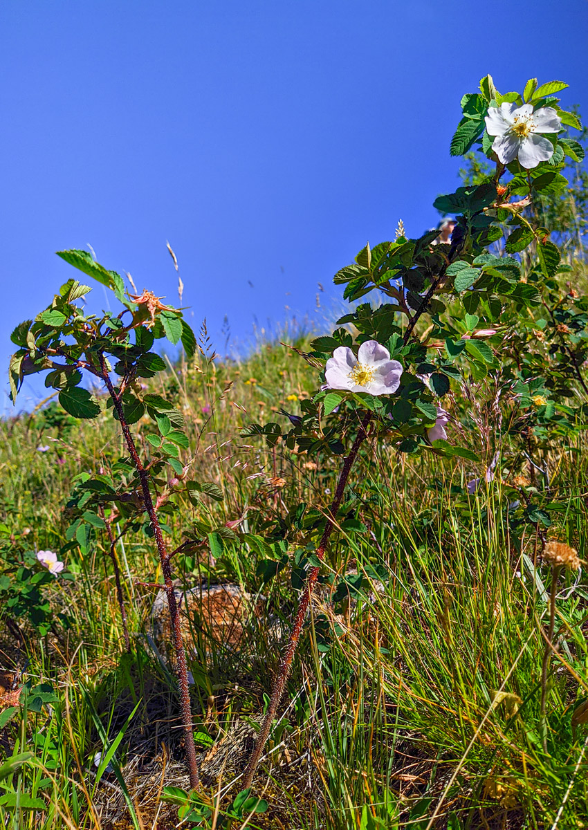 Image of genus Rosa specimen.