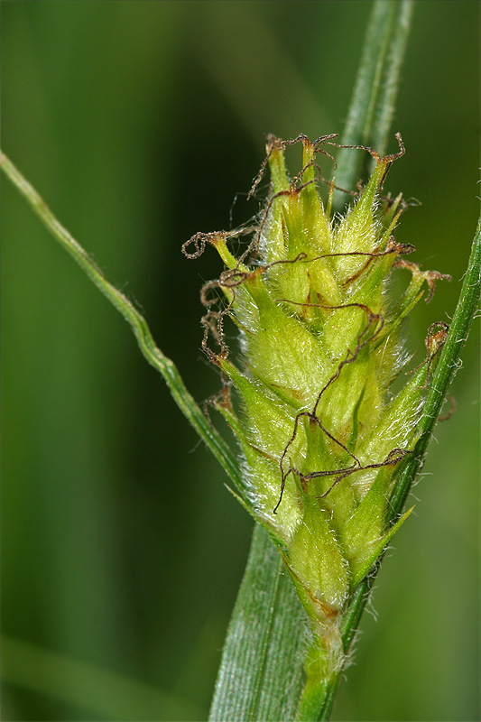 Изображение особи Carex hirta.