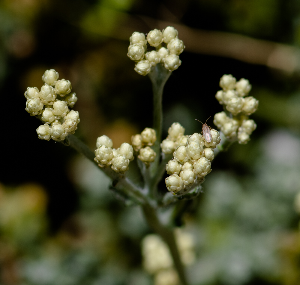 Image of Helichrysum patulum specimen.