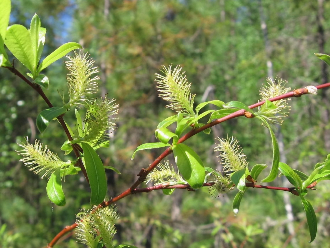 Image of Salix saposhnikovii specimen.