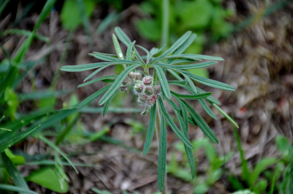 Изображение особи Geranium tuberosum.