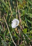 Calystegia sepium. Часть побега с цветком на стебле Phragmites australis. Алтайский край, Мамонтовский р-н, с. Мамонтово, берег оз. Большое Островное, заросли Phragmites australis. 26.06.2021.