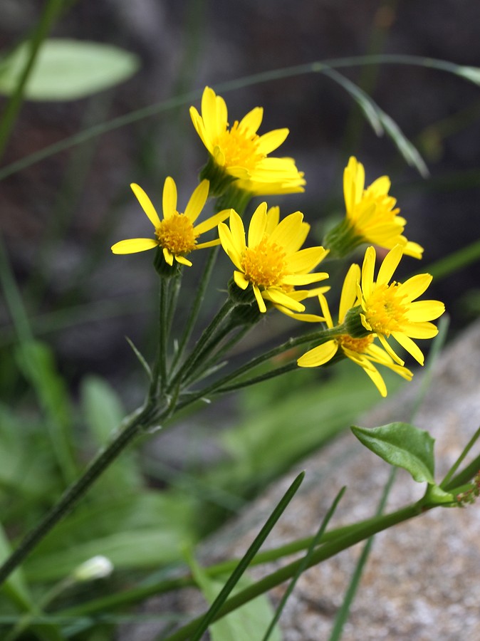 Image of Tephroseris integrifolia specimen.