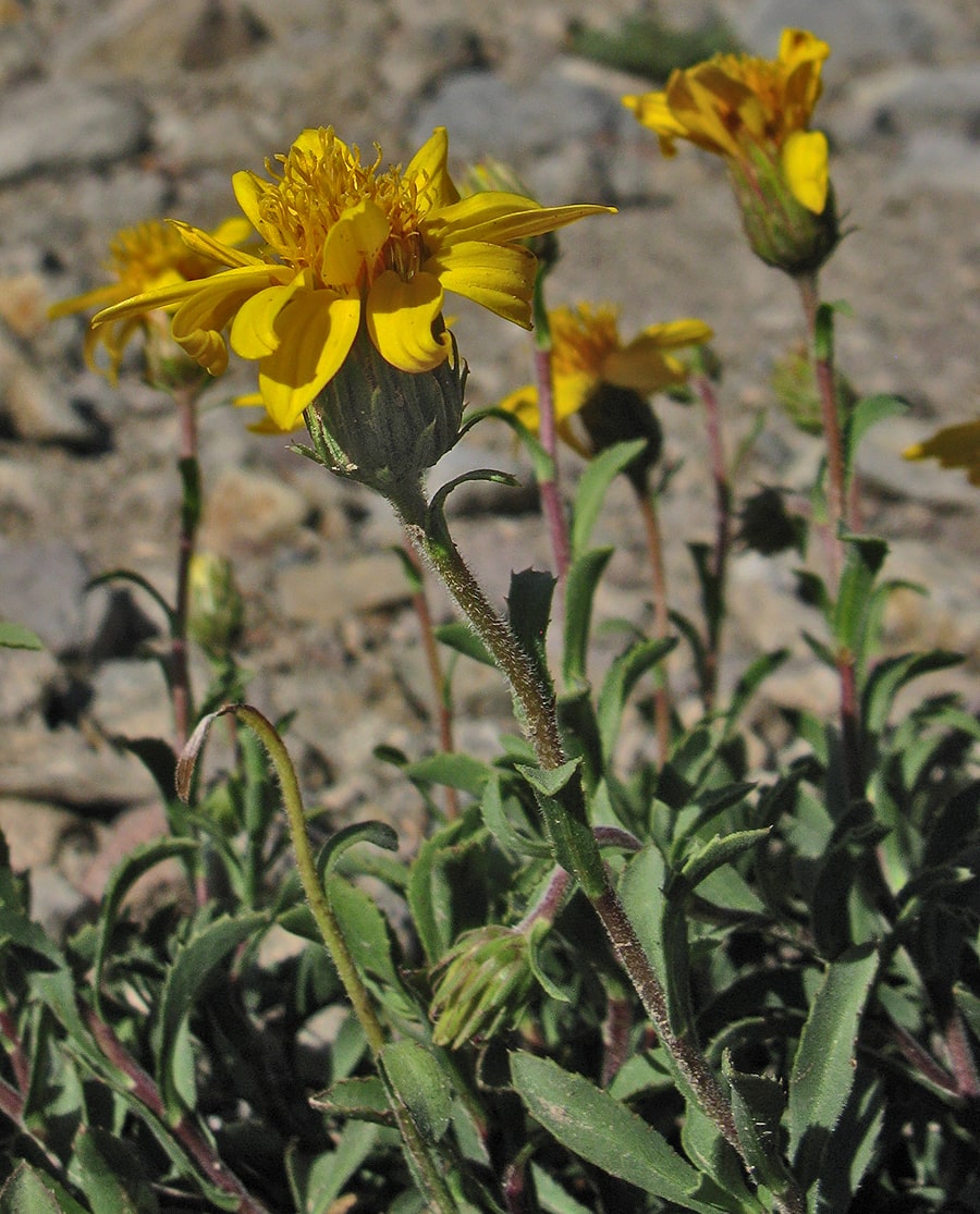 Image of Haplopappus diplopappus specimen.