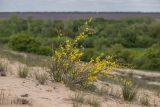 Chamaecytisus borysthenicus