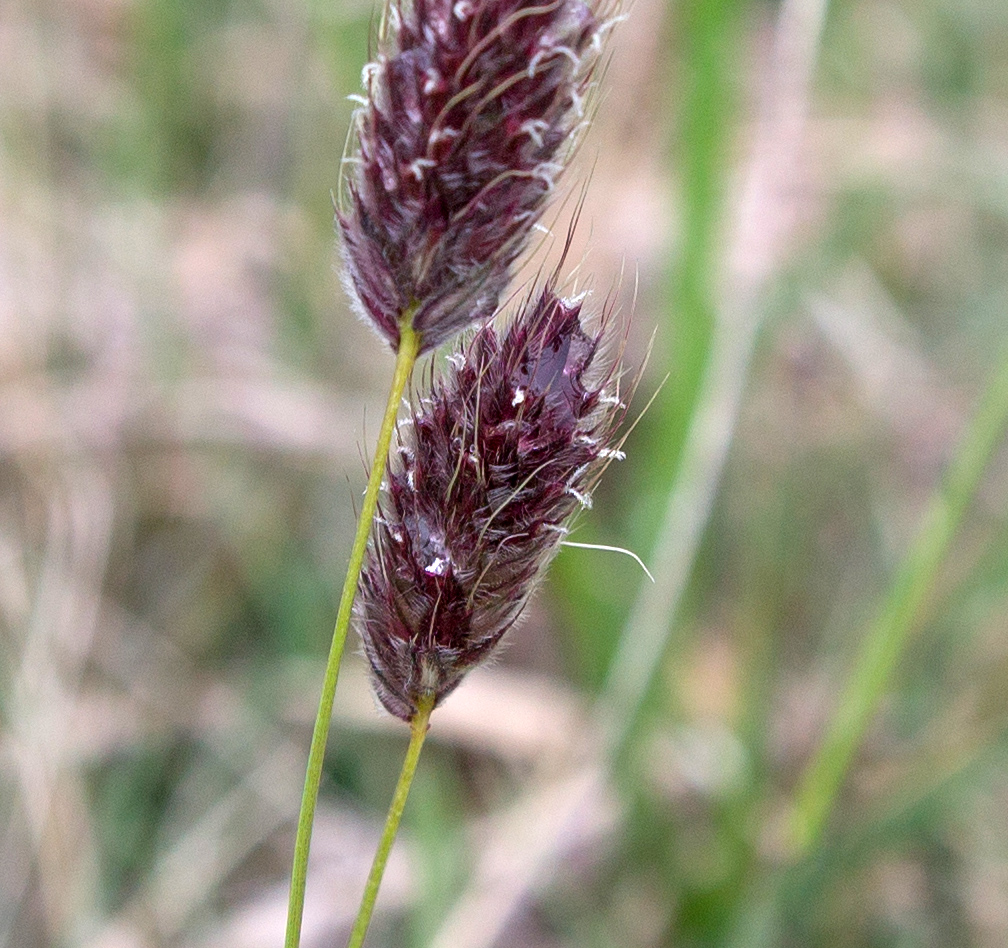 Image of Alopecurus vaginatus specimen.